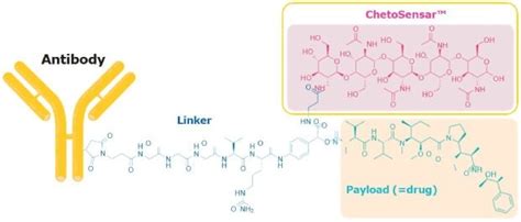 Improving Antibody-drug Conjugate (ADC) Solubility with Hydrophobic ...