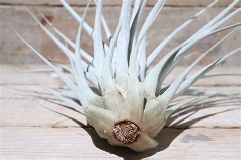 【送料無料】fasciculata × xerographica XL〔エアプランツ〕現品発送T1423 | plane plants