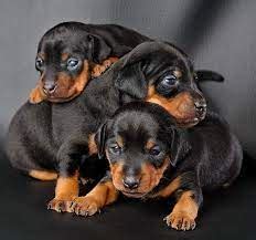 Rottweiler Dog Breed Information, Characteristics & Price
