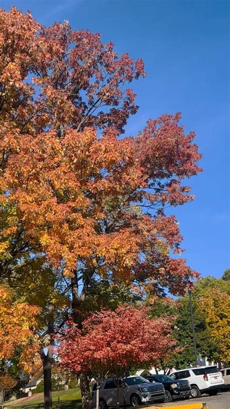 Fall aesthetic pictures. Beautiful nature. Nature photos. Beautiful nature photos. Fall aest ...