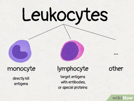 Monocyte vs Lymphocyte: 8 Important Differences