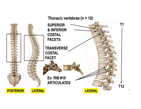 1. vertebral column | PDF