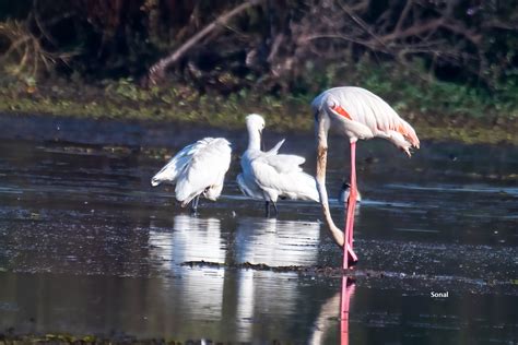 Greater Flamingo,મોટો હંજ