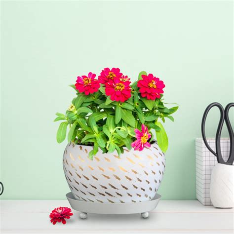 TrustBasket Golden Planter Bowl with Saucer | Flower Planter for Home ...