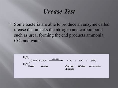 Image result for Urease