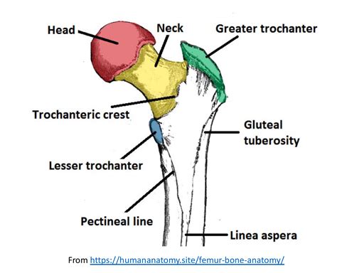 Femoral neck fracture symptoms - diarylopers