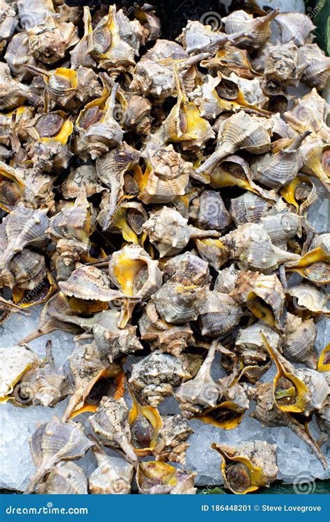 Display of Edible Sea Snails at a Market Barcelona Stock Image - Image ...