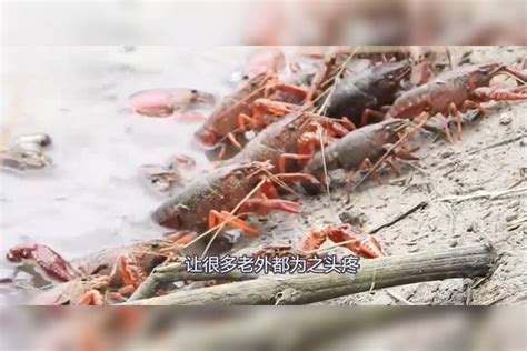 小龙虾入侵中国100年，除了被制成美食，中国人连龙虾壳都没放过
