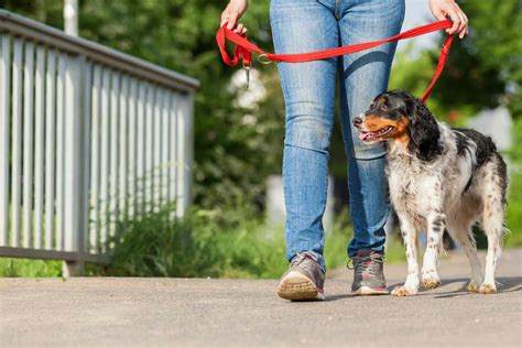 How to Train Your Older Dog to Heel | Wag!