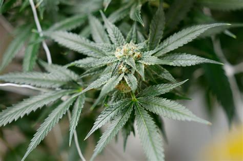 Ohio Ballot Board sets language for proposed recreational marijuana law ...