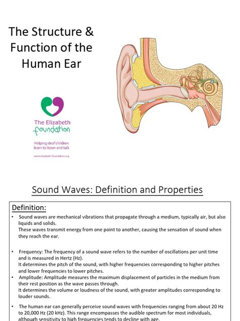 Image result for How the Ear Works