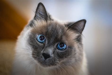 8 Cute Pictures of Siamese Cats