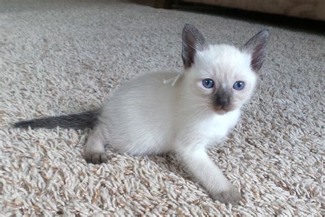 What Is A Seal Point Siamese Cat at Jaxon Cockerill blog