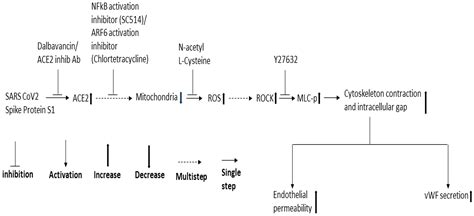 Molecular Analysis of SARS-CoV-2 Spike Protein-Induced Endothelial Cell ...