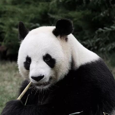 大熊貓的進化_百度百科