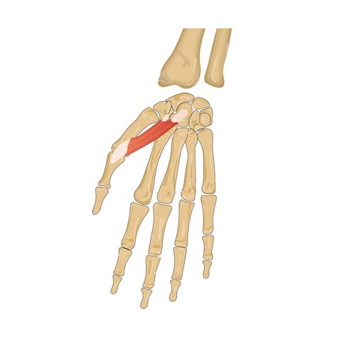 m. flexor pollicis brevis – präpApp – Early Access