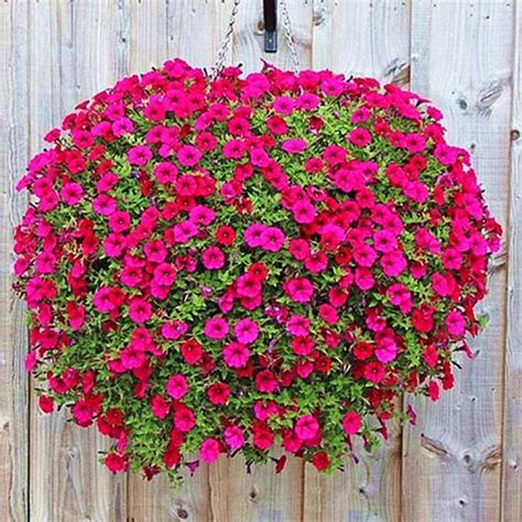 Hanging Morning Glory Seeds 200Pcs : Amazon.in: Garden & Outdoors