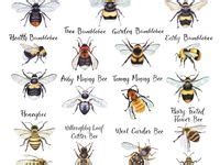Image result for Bee Algorithm GIF