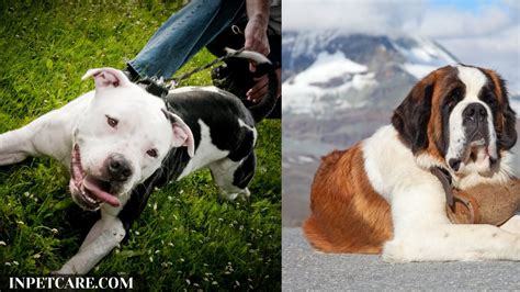 Pitbull Saint Bernard Mix: A St Bullnard Guide (+Pictures)