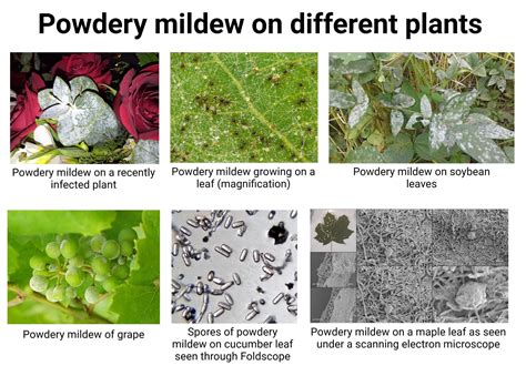 Powdery Mildew: Causes, Symptoms, Disease Cycle, Treatments