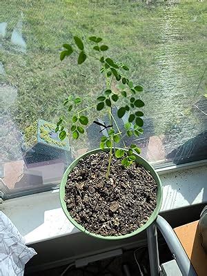 CZ Grain 30 Seeds of The Moringa Tree - Fast Growing and Easy India | Ubuy