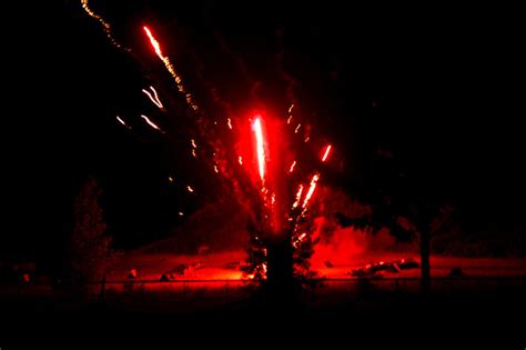 Exploding Trees Video 的图像结果