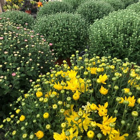 REEMS CREEK NURSERY (Weaverville): Tutto quello che c'è da sapere