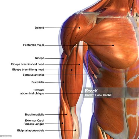 Male Shoulder And Chest Muscles Labeled Chart On White Stock Photo - Download Image Now - iStock