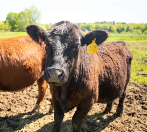 UMaine Extension to host webinar on building a healthy, productive beef ...