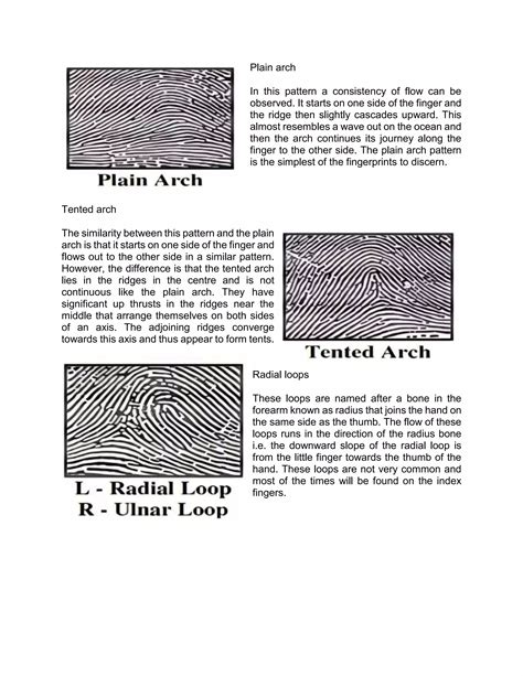 8 Fingerprint Patterns.docx