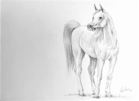 Horse Pencil Drawing