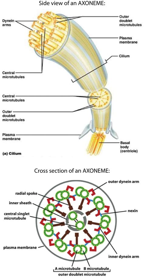 Microtubules Function Simple
