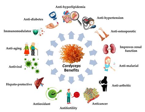 Cordycepin for Health and Wellbeing: A Potent Bioactive Metabolite of ...