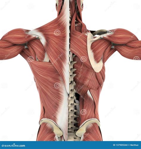 Muscles of the Back Anatomy Stock Illustration - Illustration of isolated, muscle: 137905544