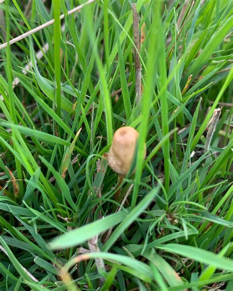 More liberty caps down south by brighton 😁 : r/MagicMushroomsUK