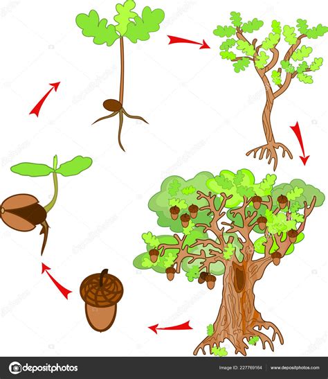 Tree Life Cycle 的图像结果