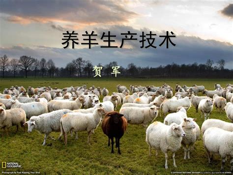 如何实现科学养羊？农区养羊的技术要点介绍 - 养殖技术 - 第一农经网