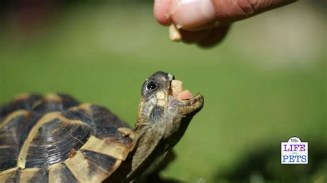 How To Look After A Hermann Tortoise - Plantforce21