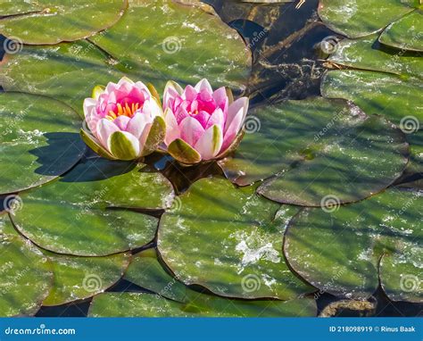 Water Lily Bloom stock image. Image of blooming, float - 218098919
