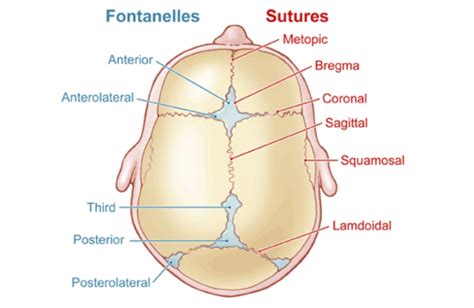 Can You Feel Cranial Sutures in Adults | Medico Guide