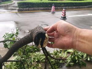 Image result for Portable Laser Tree Cutter