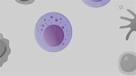 Ex Vivo Expansion of Natural Killer Cells from Peripheral Blood ...