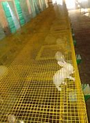 Image result for Rabbit Cage Designs