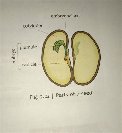 by seeing this diagram explain the parts of seed in short - Brainly.in