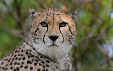 Photo Cheetahs Big cats Glance animal 1920x1200
