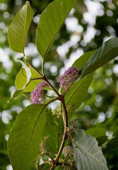 ATLAS of Medicinal Plants In Gandhamardan