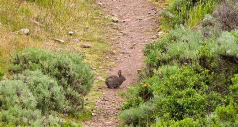 Image result for Rabbit Hunting without Dogs