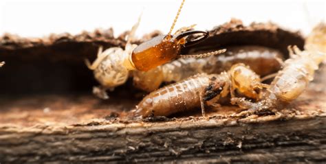 Can Cockroaches Swim? The Truth About Their Water Survival Abilities ...