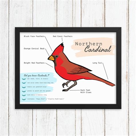 Northern Cardinal Fun Facts North American Backyard Birds Printable ...