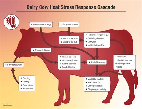 Heartwarming Tips About How To Tell If A Cow Is In Heat - Westhoney53